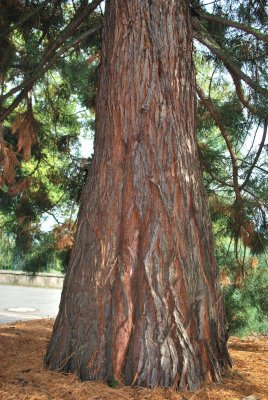 Sequoiadendron giganteum - sekvojovec obrovský - část kmene (2)